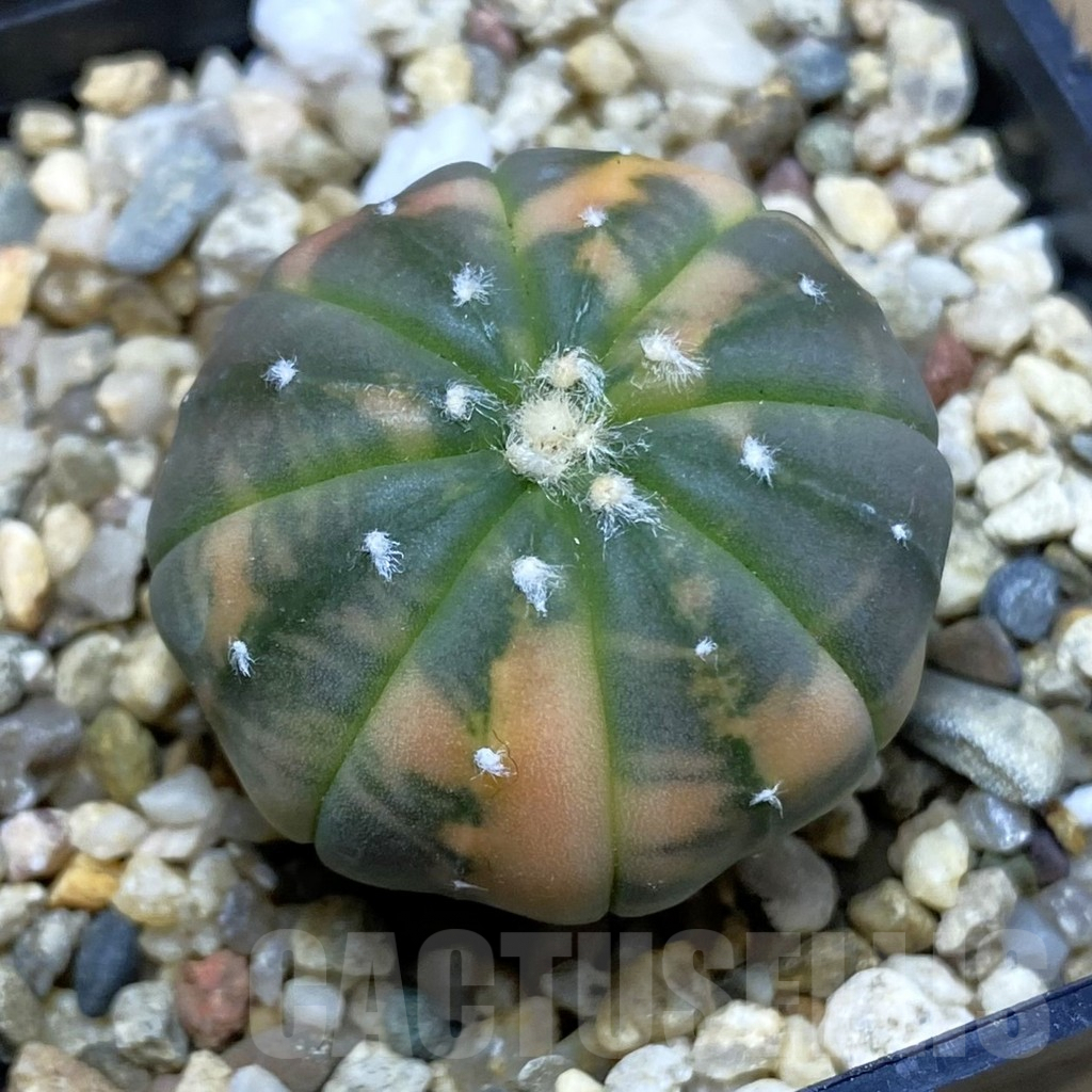 SH3747 Astrophytum asterias ‘Purple Skin Red’ f. variegata