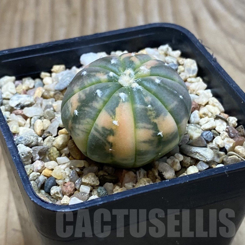 SH3747 Astrophytum asterias ‘Purple Skin Red’ f. variegata - Imagen 2