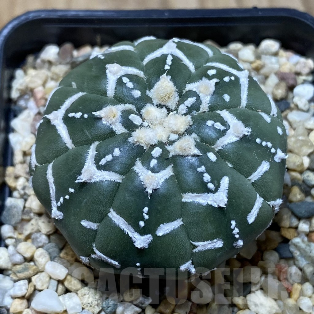 SH3748 Astrophytum asterias ‘Super Kabuto’ V-type f. nudum