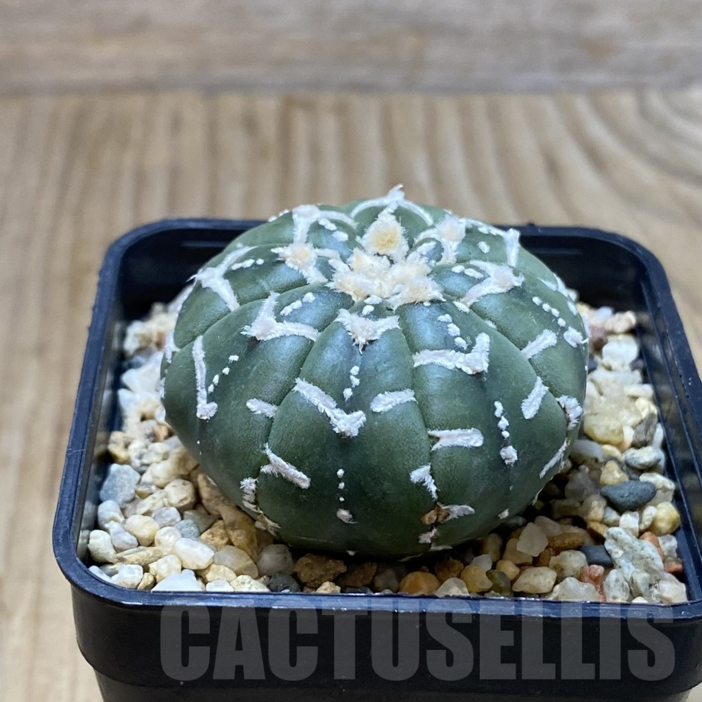 SH3748 Astrophytum asterias ‘Super Kabuto’ V-type f. nudum - Imagen 2