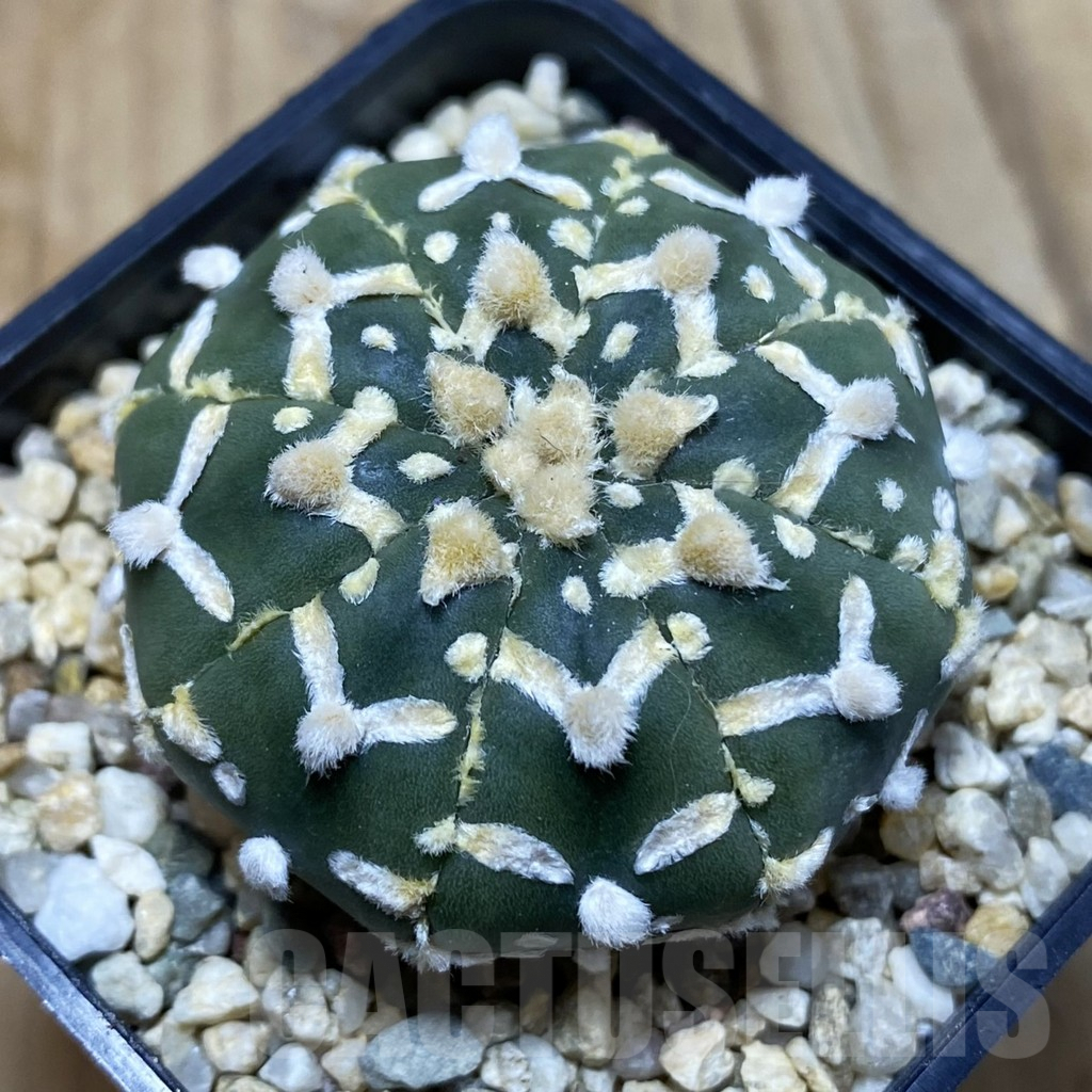 SH3749 Astrophytum asterias ‘Super Kabuto’ V-type f. nudum