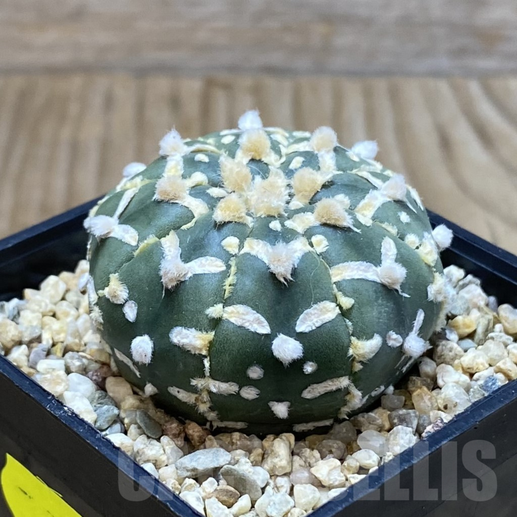 SH3749 Astrophytum asterias ‘Super Kabuto’ V-type f. nudum - Image 2