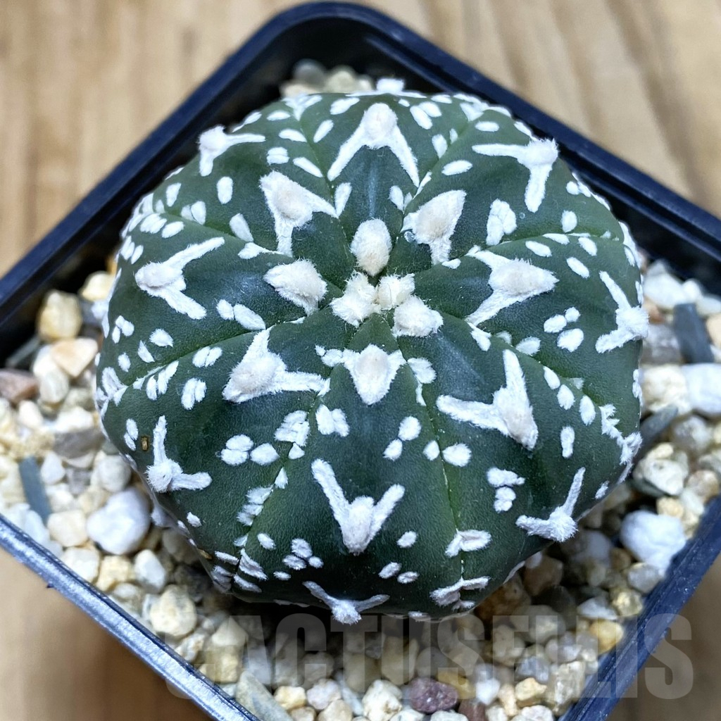 SH3750 Astrophytum asterias ‘Super Kabuto’ V-type f. nudum