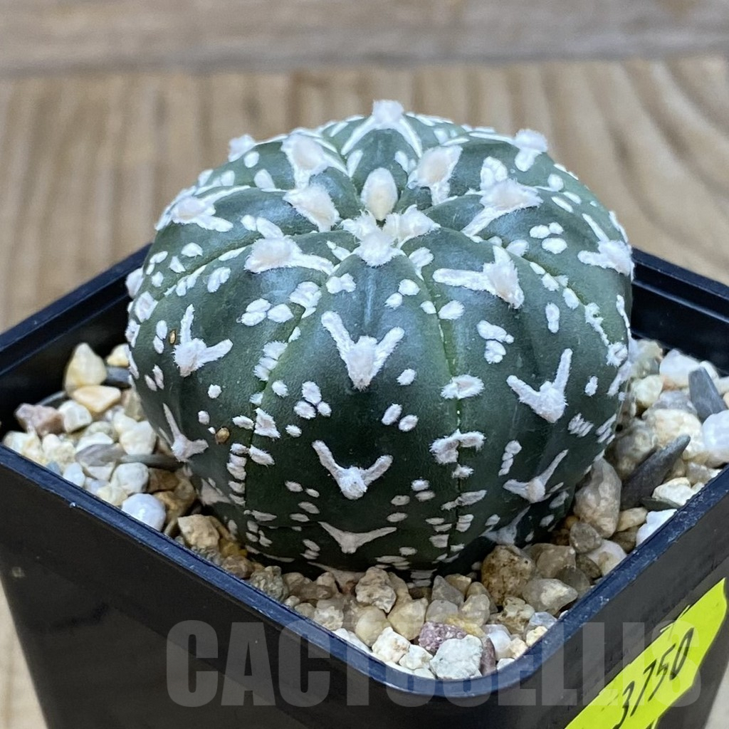 SH3750 Astrophytum asterias ‘Super Kabuto’ V-type f. nudum - Image 2