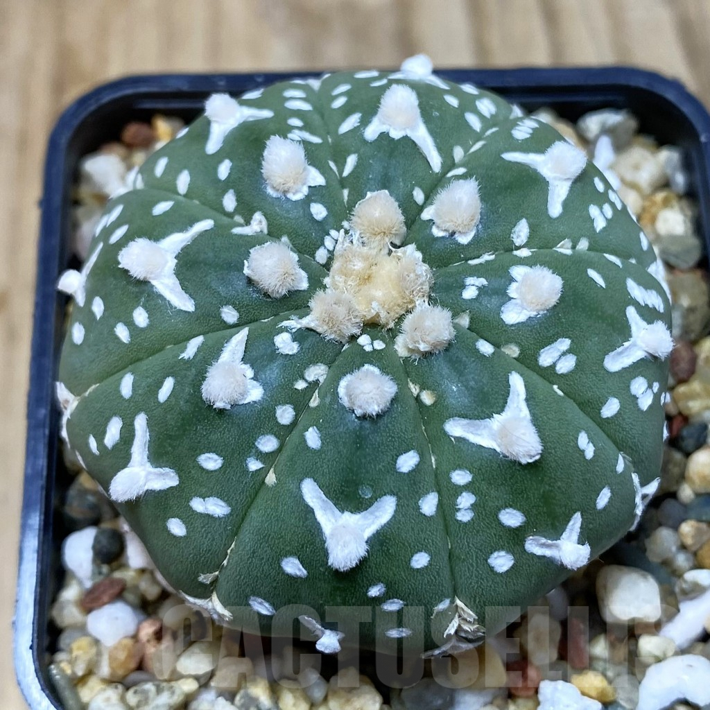 SH3752 Astrophytum asterias ‘Super Kabuto’ V-type f. nudum