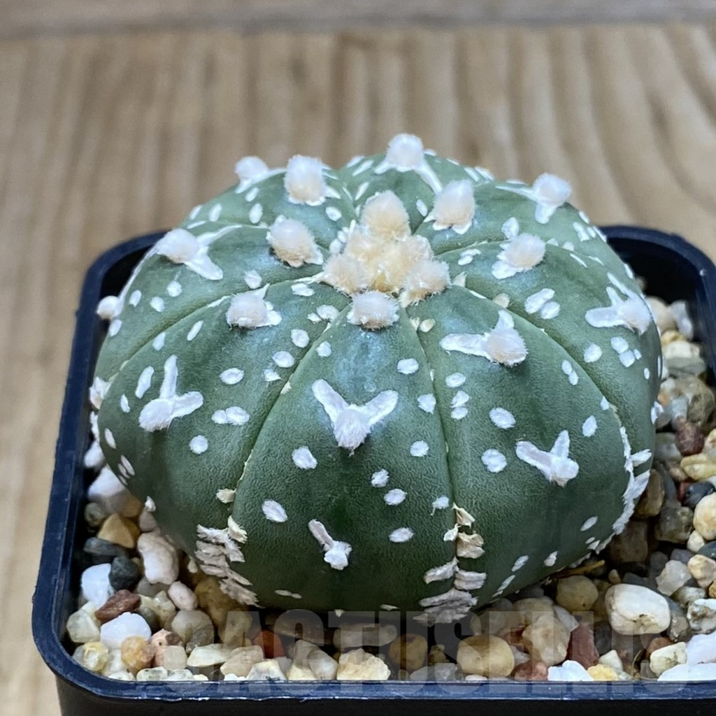 SH3752 Astrophytum asterias ‘Super Kabuto’ V-type f. nudum - immagine 2