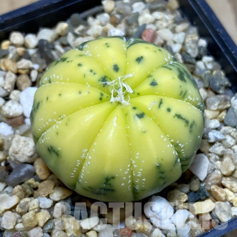 SH3754 Astrophytum asterias f. variegata 9-ribs