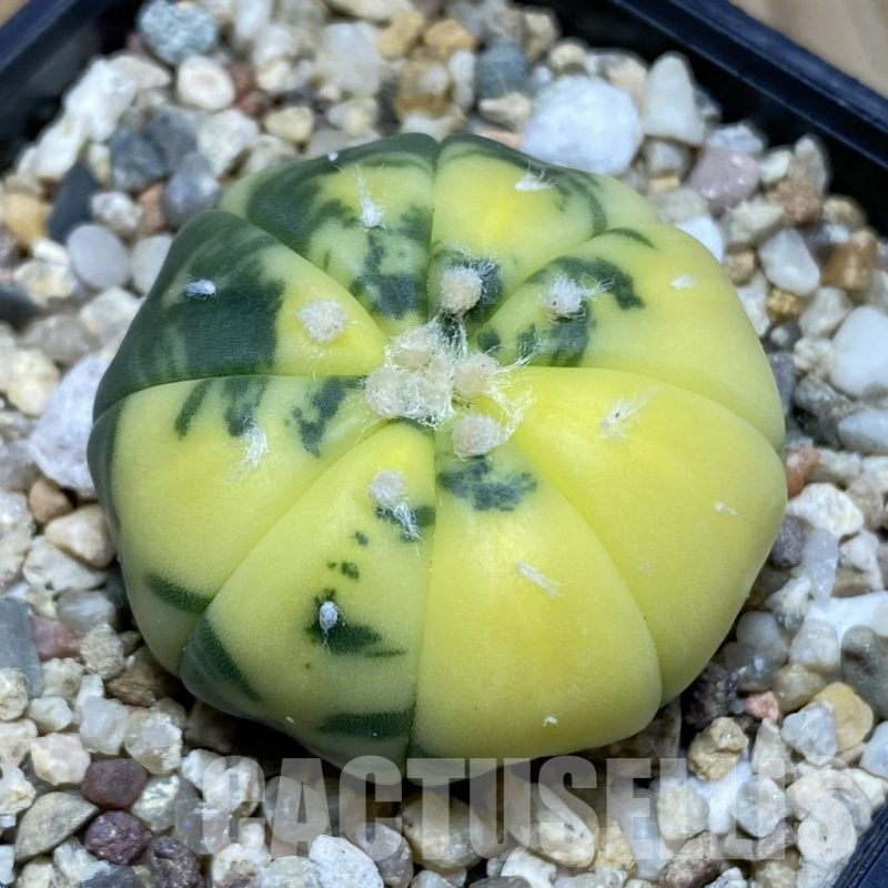 SH3756 Astrophytum asterias f. variegata