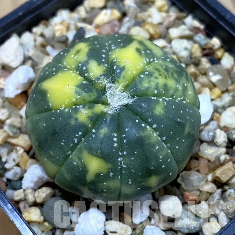 SH3757 Astrophytum asterias f. variegata