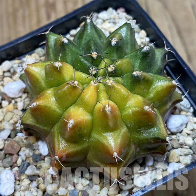 SH3759 Gymnocalycium mihanovichii 'Sepia', seedling