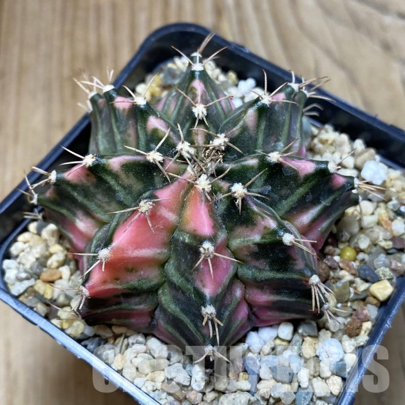 SH3760 Gymnocalycium mihanovichii f. variegata, seedling