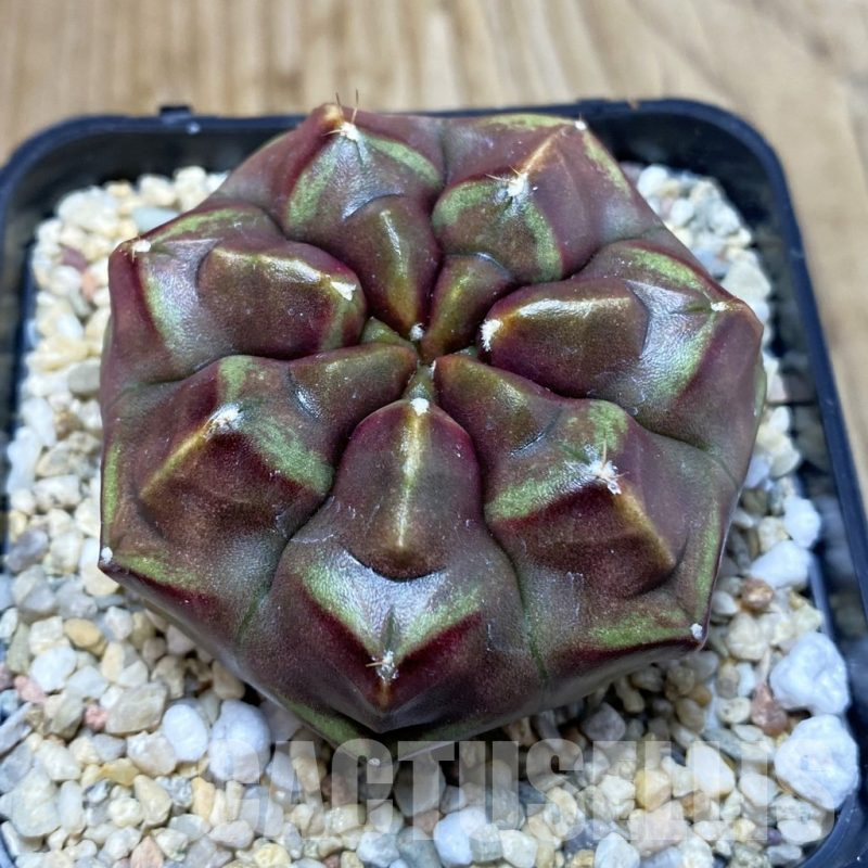 SH3761 Gymnocalycium mihanovichii ‘Day Dream’, seedling