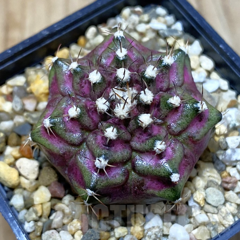 SH3763 Gymnocalycium mihanovichii ‘T-Lux’, seedling