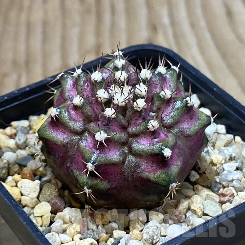SH3763 Gymnocalycium mihanovichii ‘T-Lux’, seedling – Bild 2