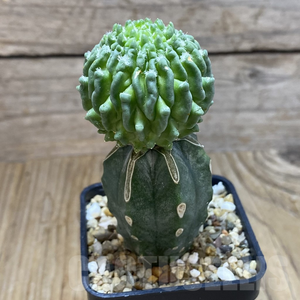 SH8375 Echinofossulocactus 'inermis', grafted - Image 2