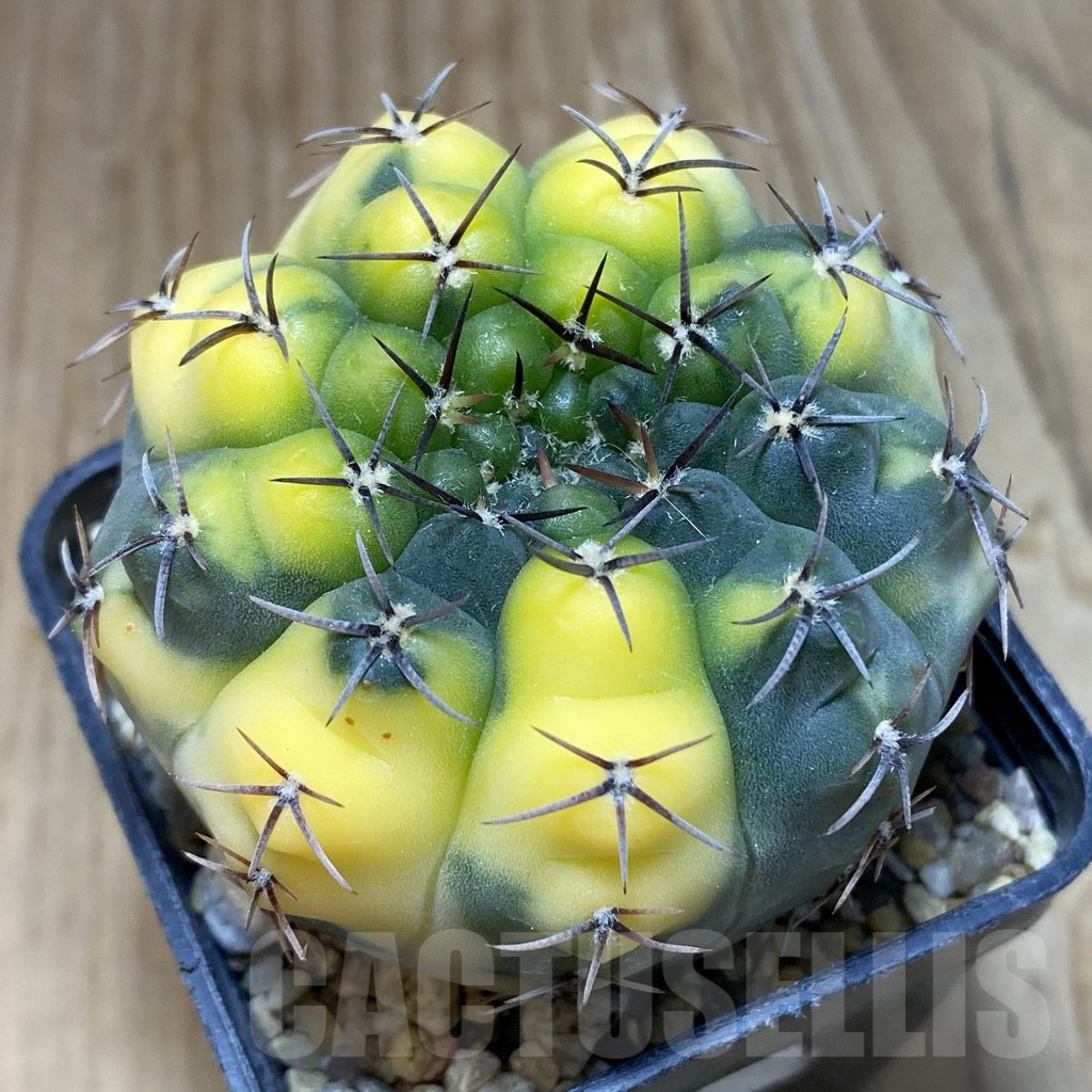 SH8383 Gymnocalycium stellatum f. variegata, seedling