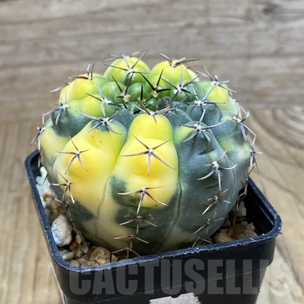 SH8383 Gymnocalycium stellatum f. variegata, seedling - Зображення 2