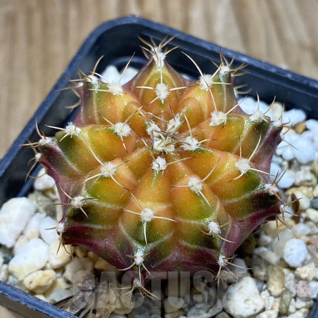SH8396 Gymnocalycium mihanovichii ‘Neon’ hybrid, seedling