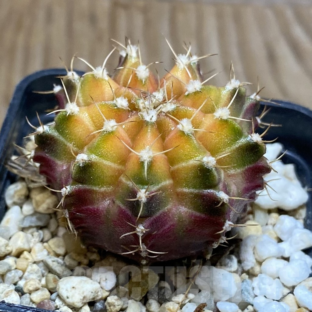 SH8396 Gymnocalycium mihanovichii ‘Neon’ hybrid, seedling - Image 2