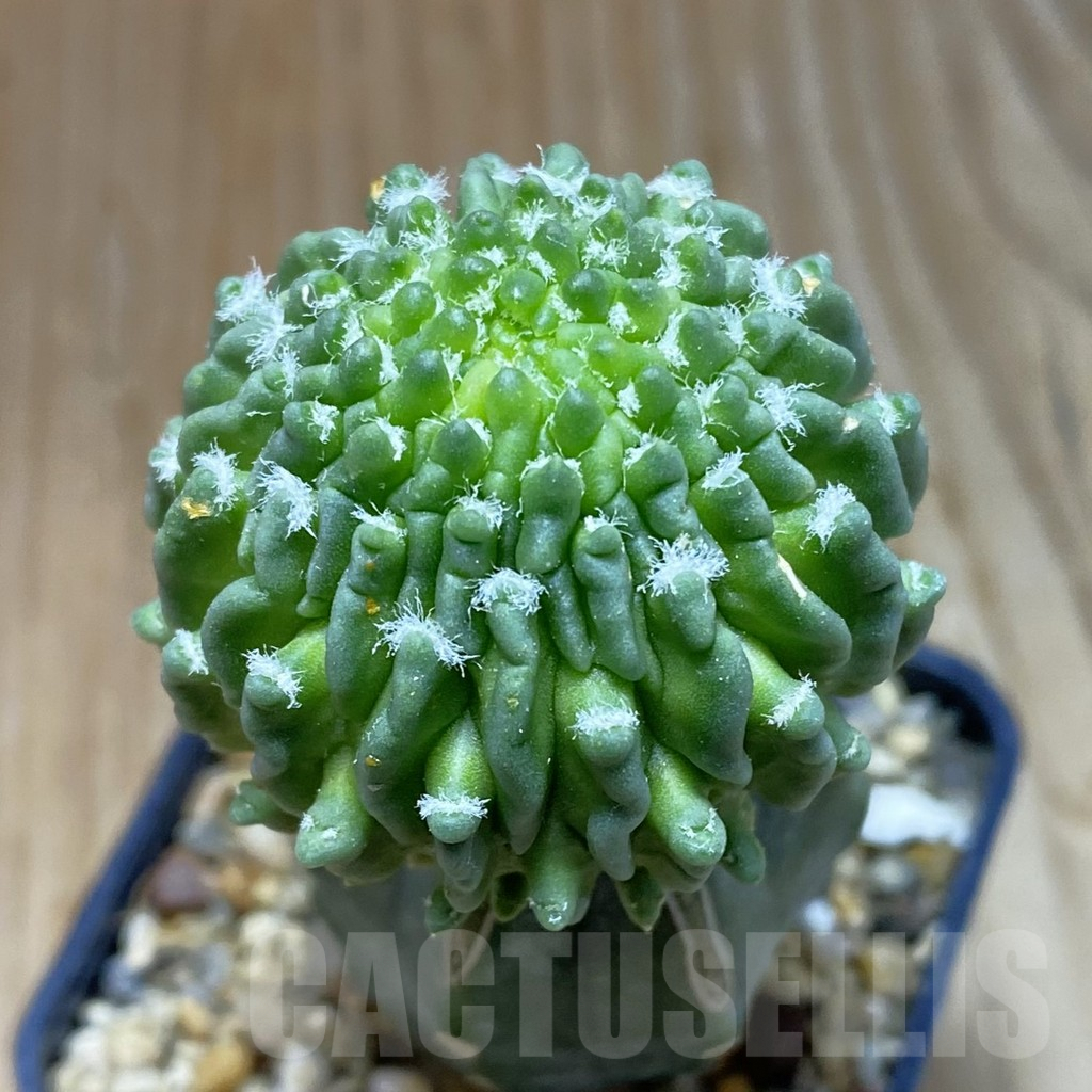 SH8375 Echinofossulocactus 'inermis', grafted