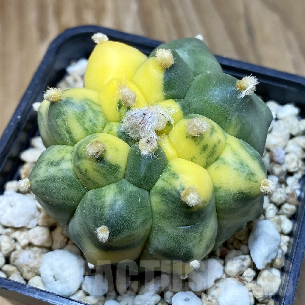 SH3017 Astrophytum asterias ‘Kikko’ f. variegata