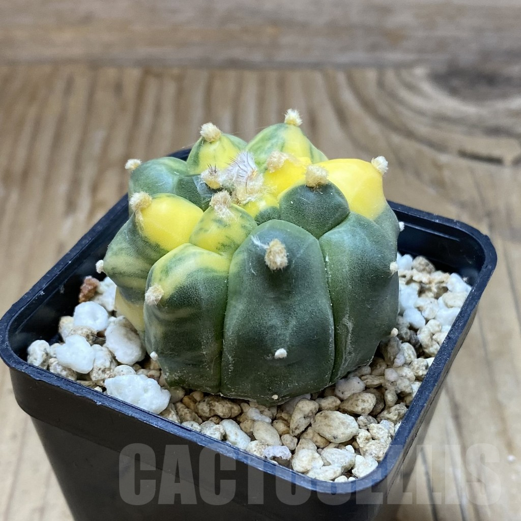 SH3017 Astrophytum asterias ‘Kikko’ f. variegata - Image 2
