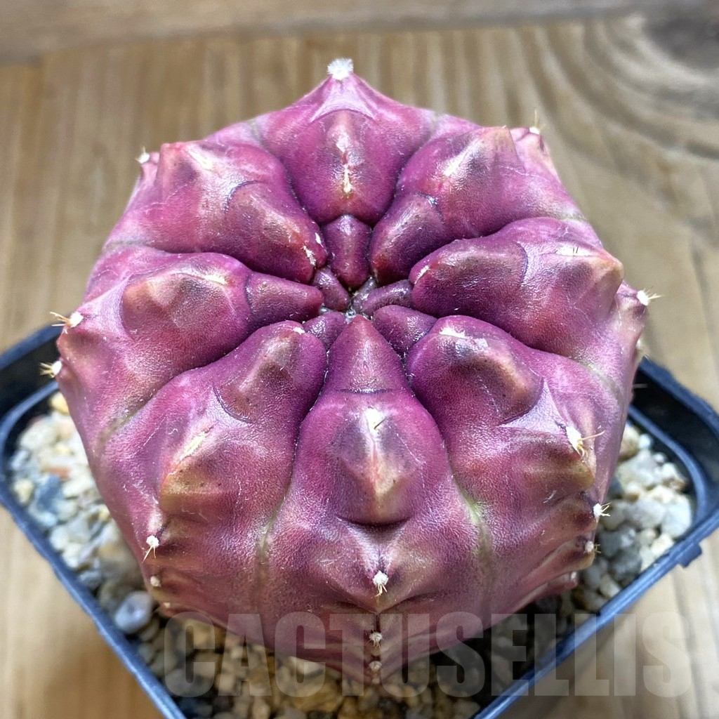 SH3111 Gymnocalycium mihanovichii ‘Day Dream’, seedling