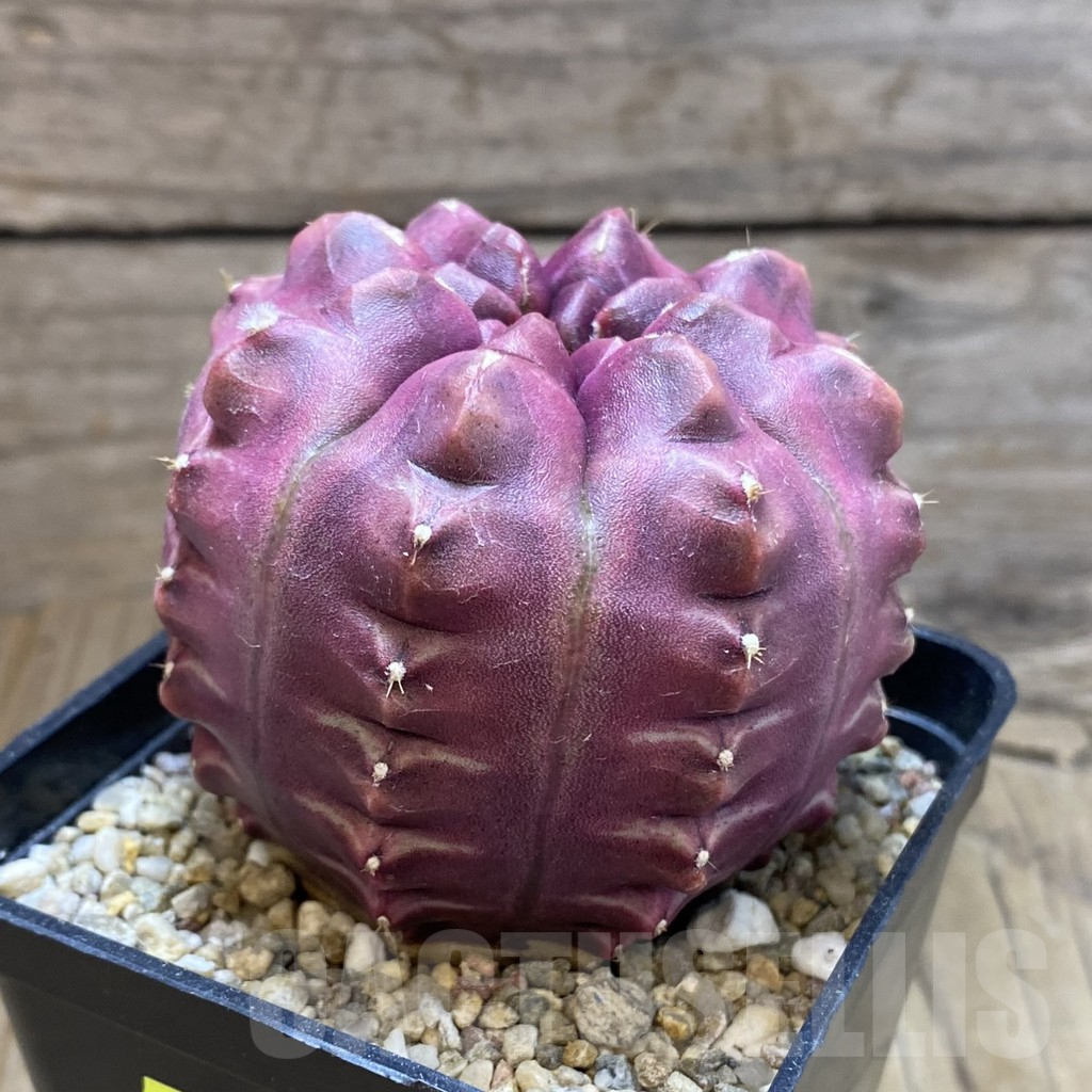 SH3111 Gymnocalycium mihanovichii ‘Day Dream’, seedling - Image 2