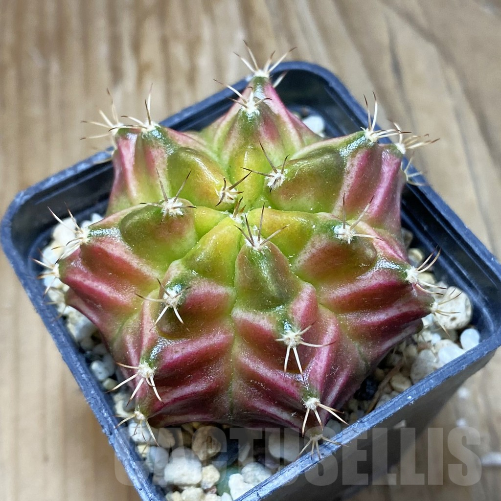 SH3206 Gymnocalycium mihanovichii ‘Neon Brawn’ , seedling