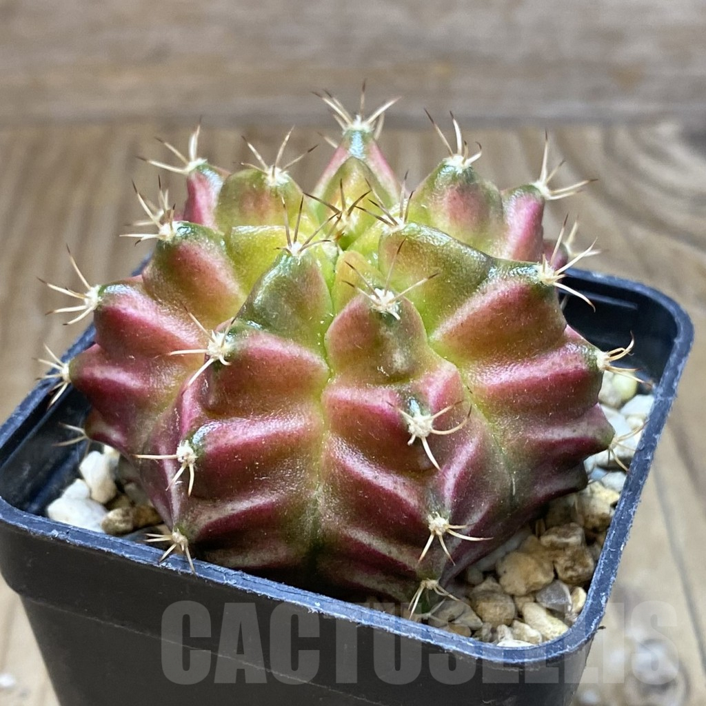SH3206 Gymnocalycium mihanovichii ‘Neon Brawn’ , seedling - Image 2