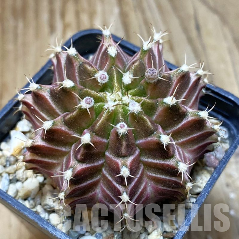 SH3209 Gymnocalycium mihanovichii ‘Neon’ hybrid, seedling