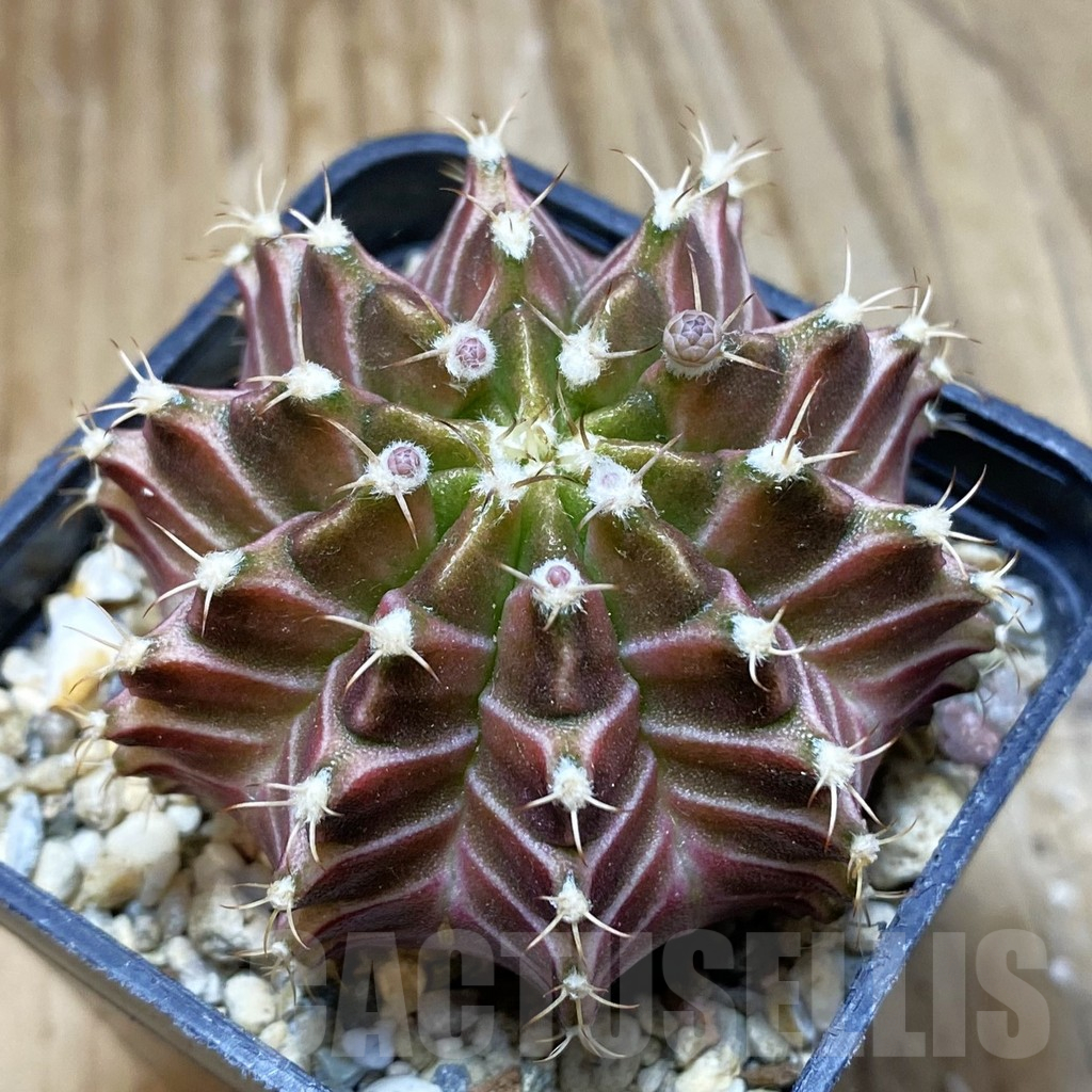 SH3209 Gymnocalycium mihanovichii ‘Neon’ hybrid, seedling