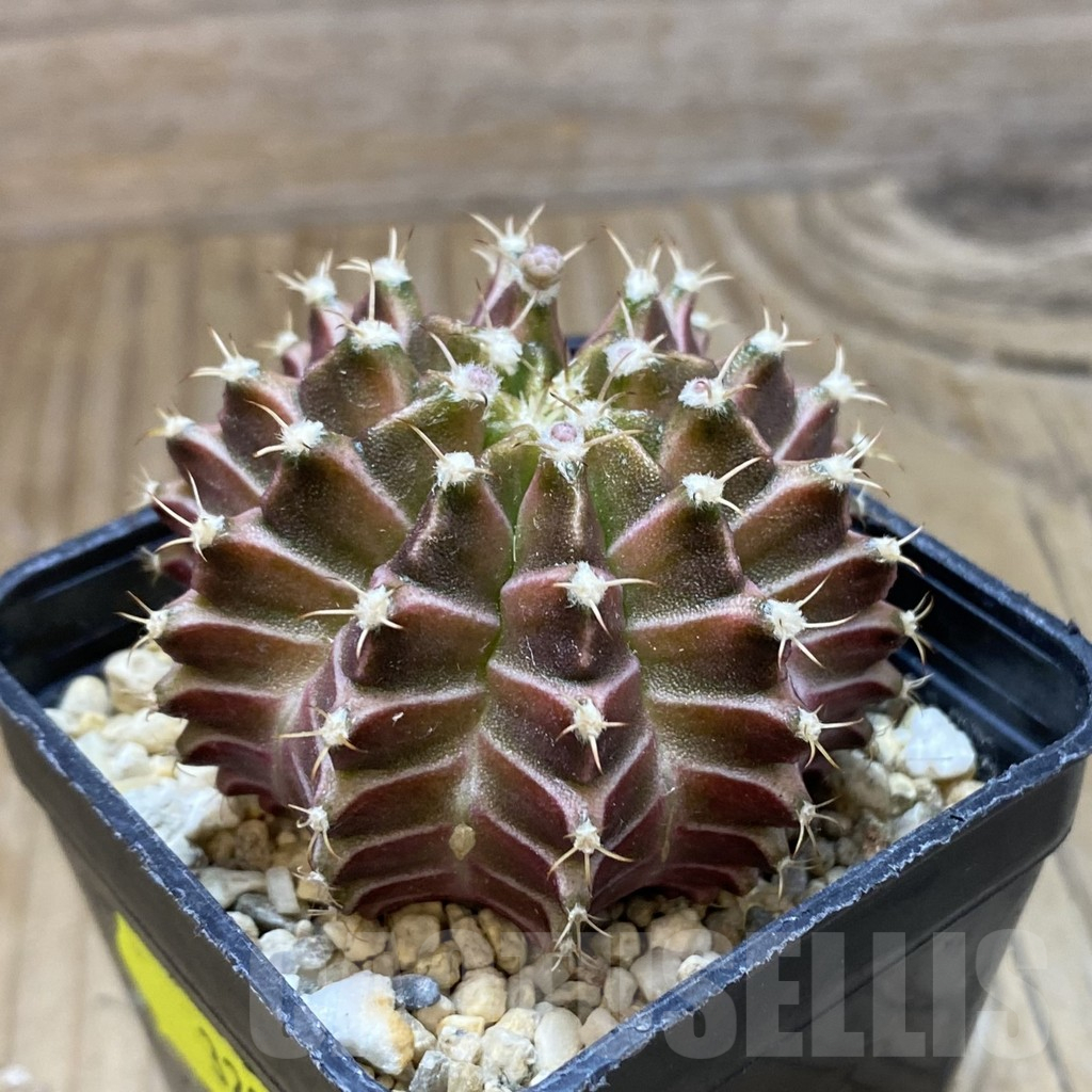 SH3209 Gymnocalycium mihanovichii ‘Neon’ hybrid, seedling - Image 2