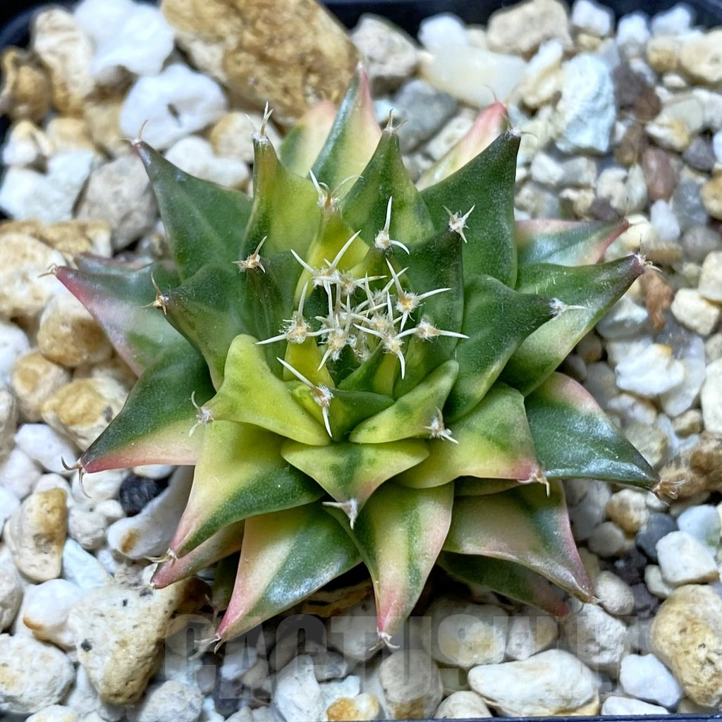 SH3235 Obregonia denegrii f. variegata