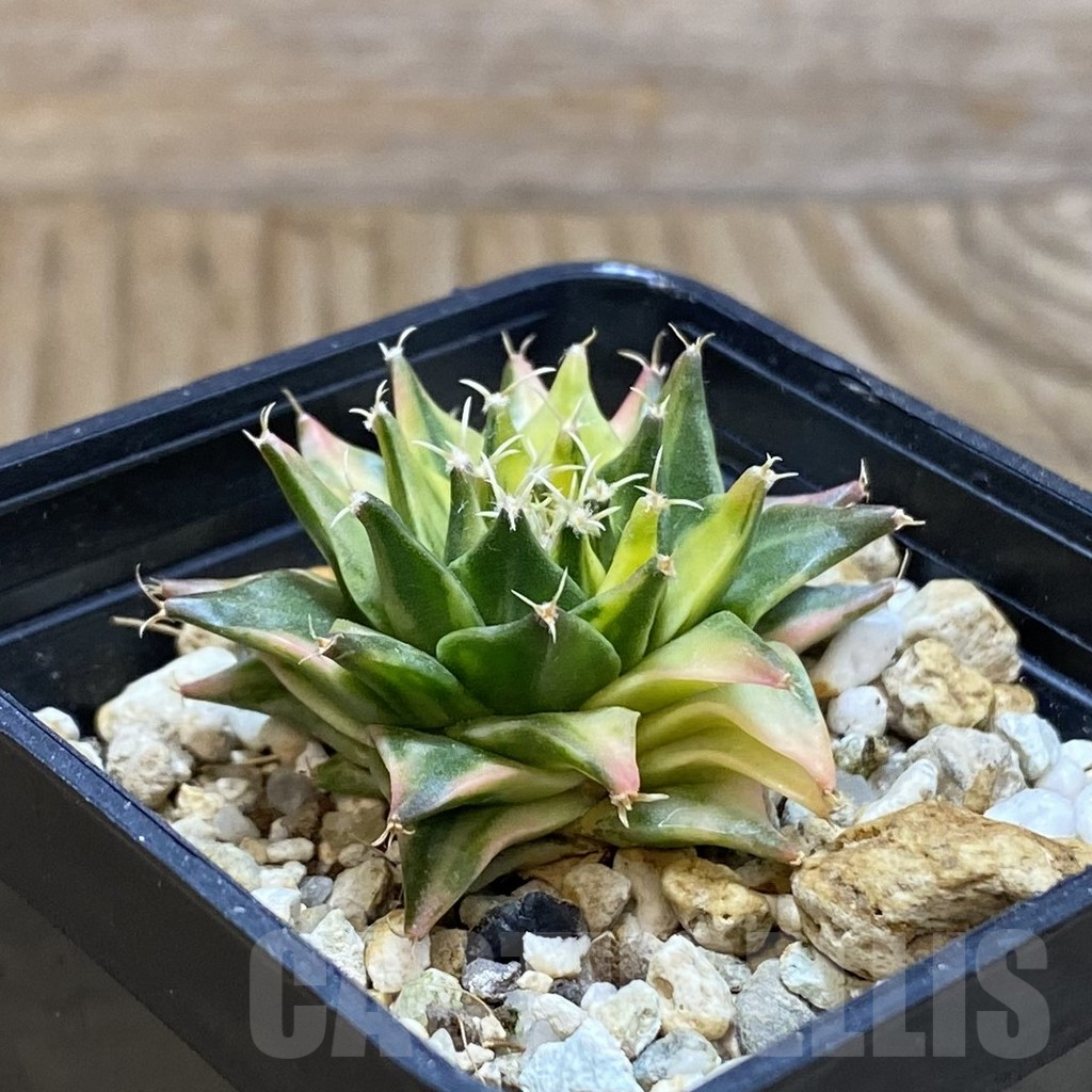 SH3235 Obregonia denegrii f. variegata - Image 2