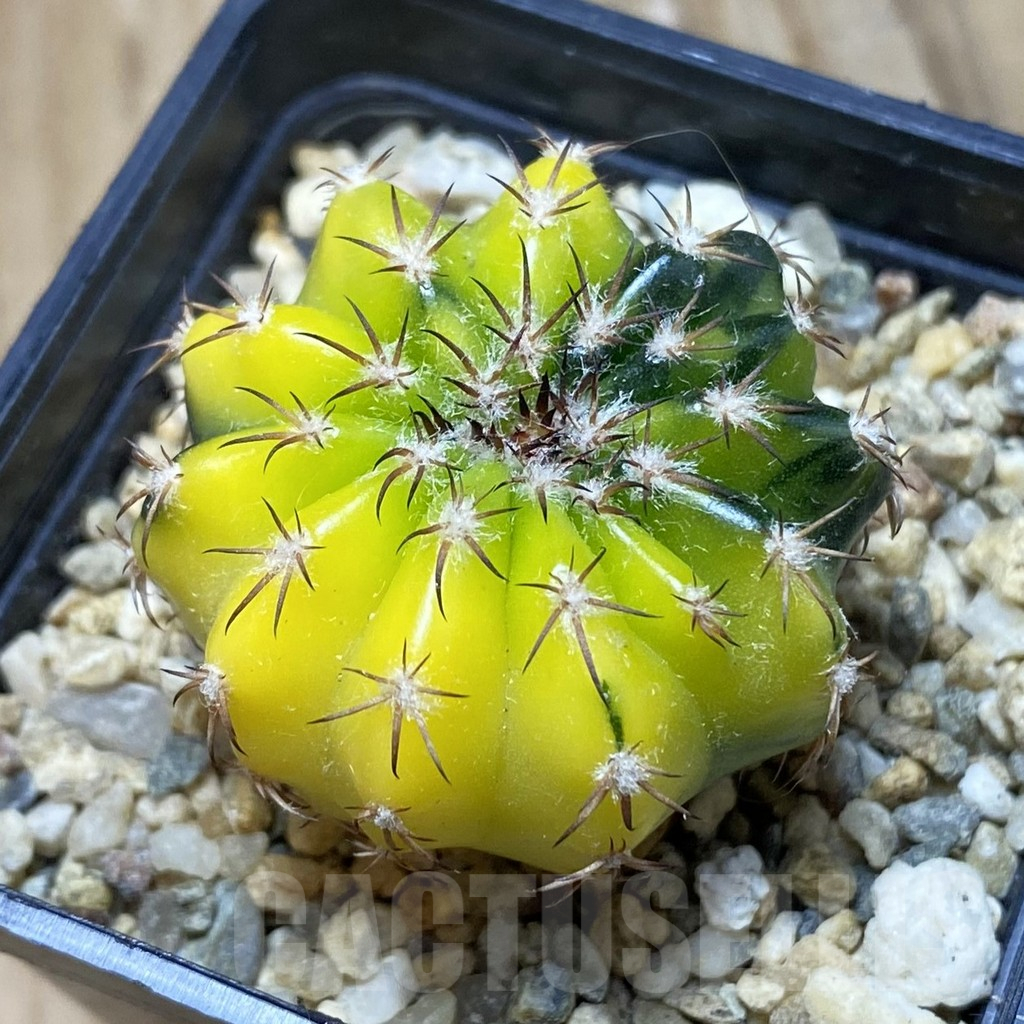 SH3322 Discocactus magnimammus f. variegata