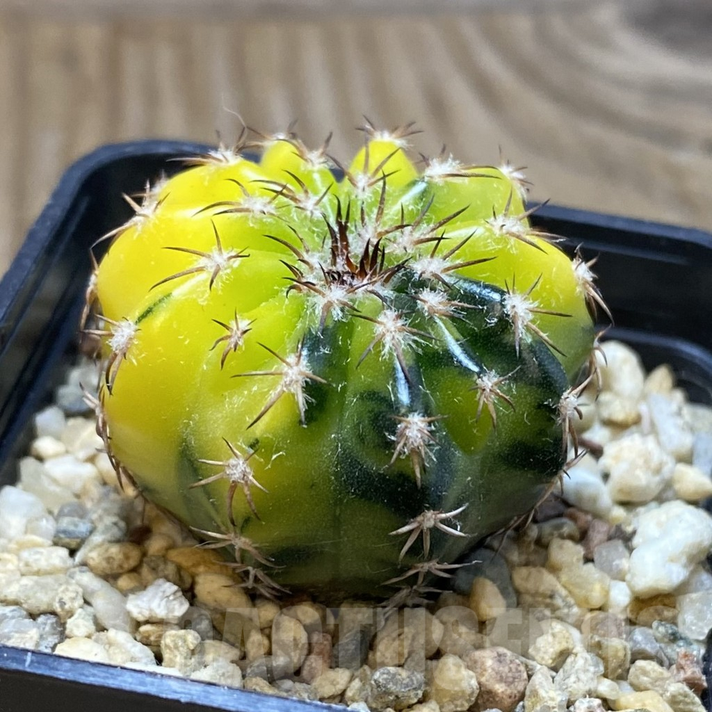 SH3322 Discocactus magnimammus f. variegata - Image 2