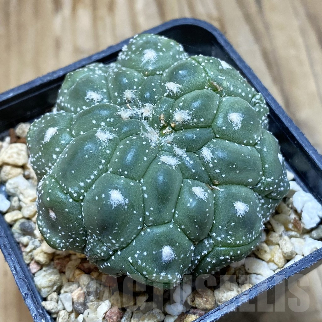 SH3495 Astrophytum asterias ‘Kikko Lizard Skin’