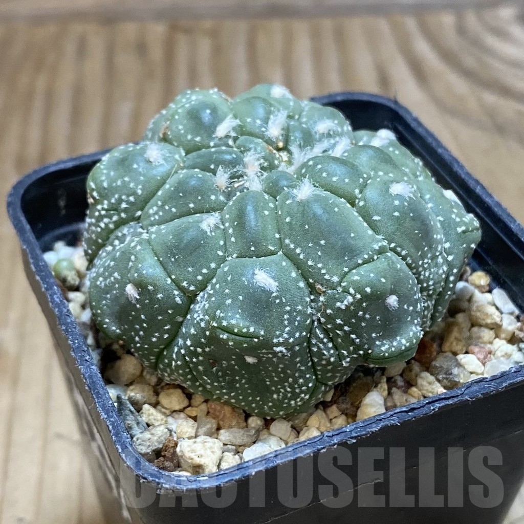 SH3495 Astrophytum asterias ‘Kikko Lizard Skin’ - Obrázek 2
