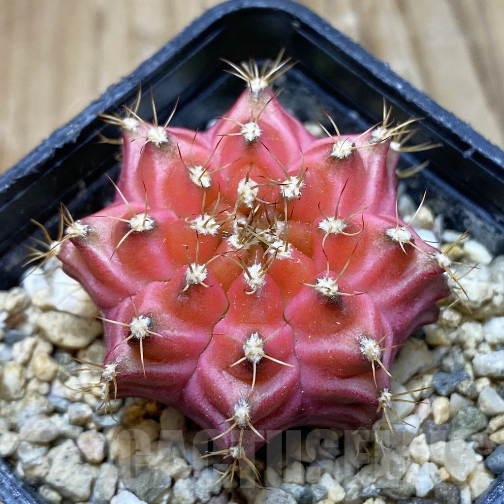 SH3504 Gymnocalycium mihanovichii ‘Neon Pink’ hybrid