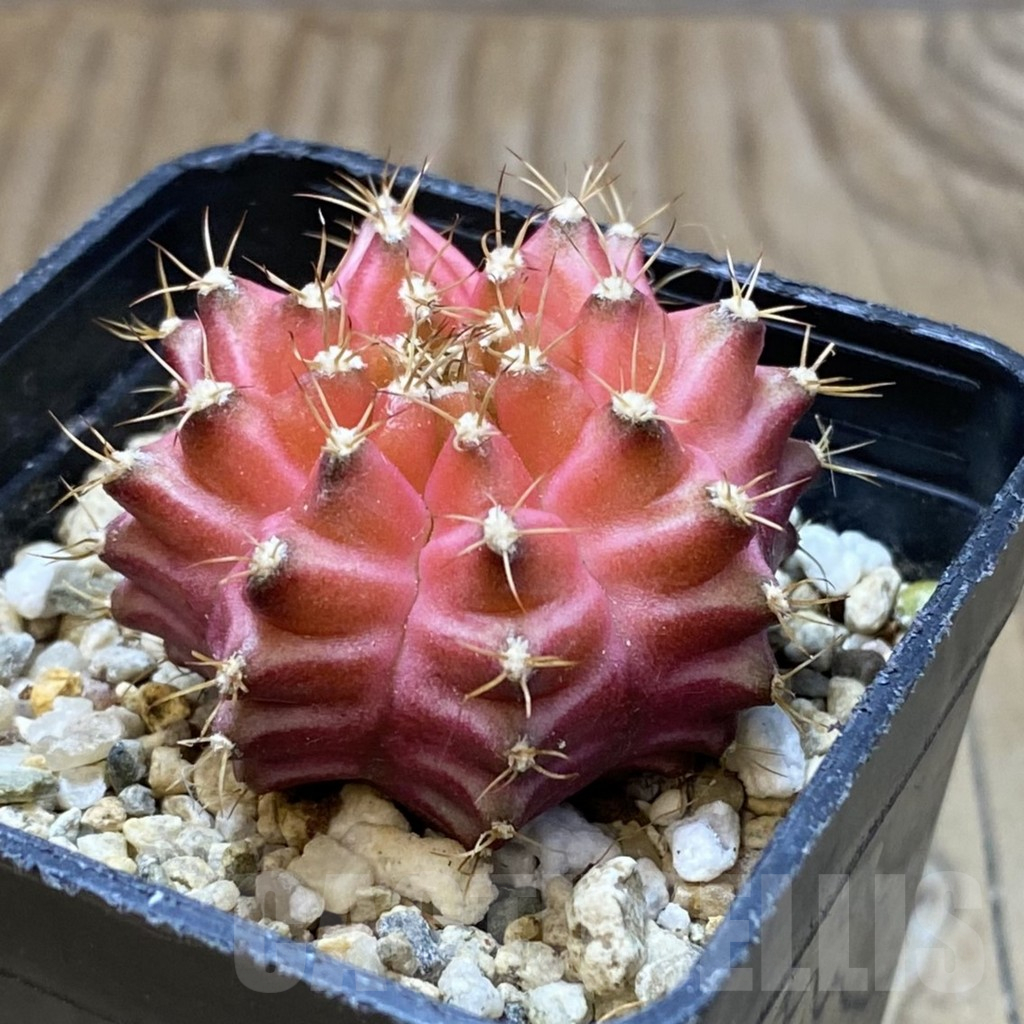 SH3504 Gymnocalycium mihanovichii ‘Neon Pink’ hybrid - Obrázek 2