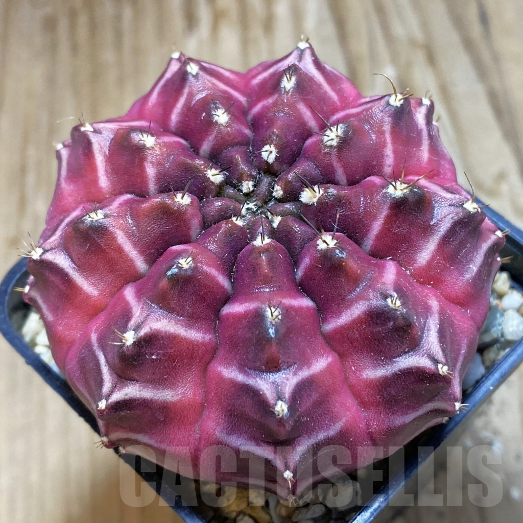 SH3769 Gymnocalycium mihanovichii ‘Day Dream’, seedling