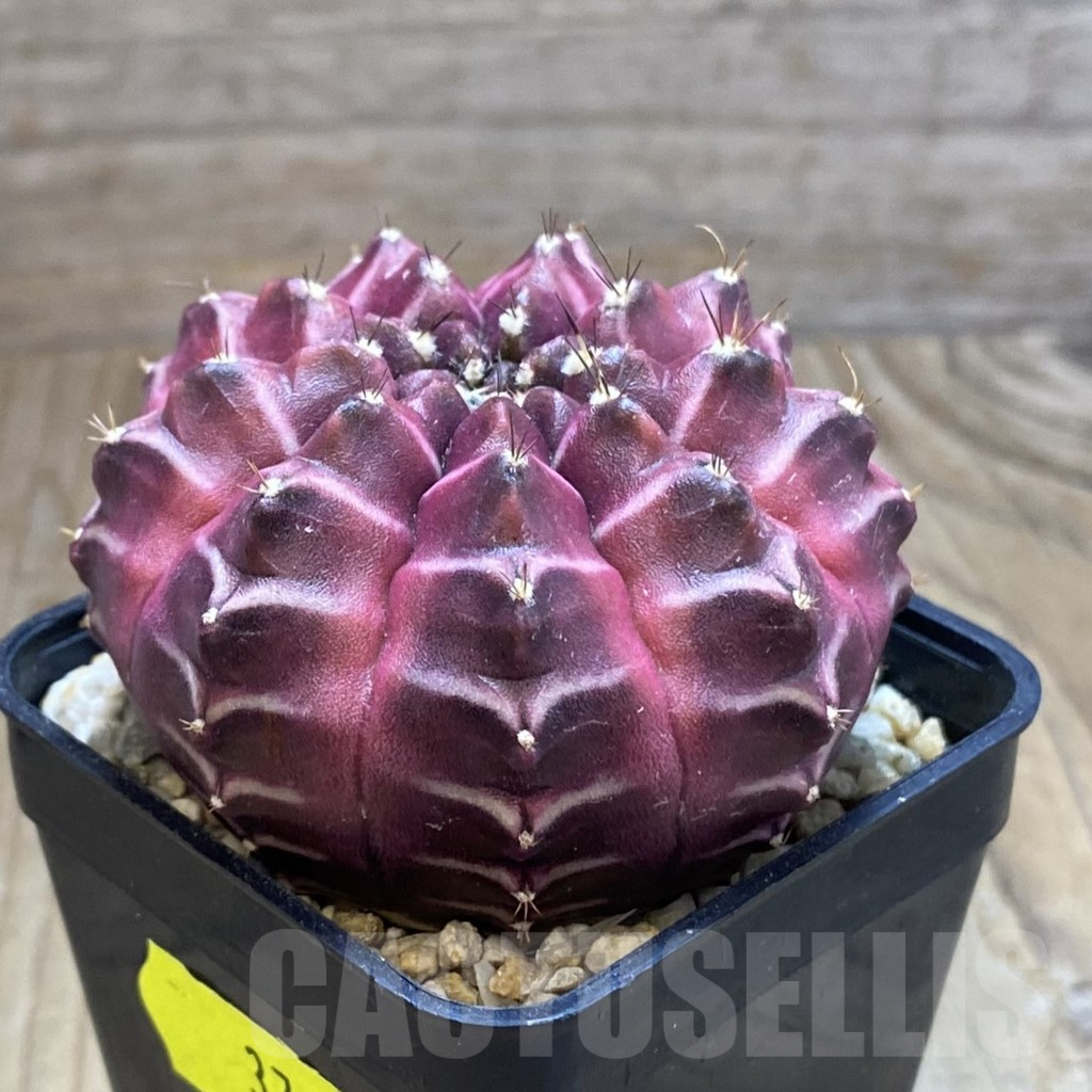SH3769 Gymnocalycium mihanovichii ‘Day Dream’, seedling - immagine 2