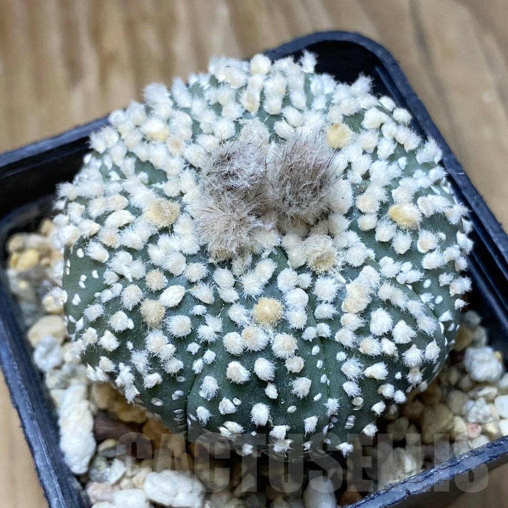 SH2877 Astrophytum asterias 'Hanazono'