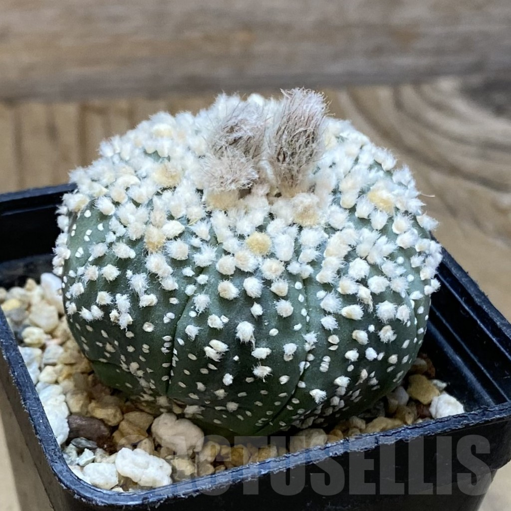 SH2877 Astrophytum asterias 'Hanazono' - Зображення 2