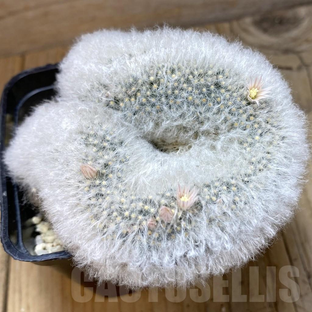 SH2987 Mammillaria bocasana f.cristata