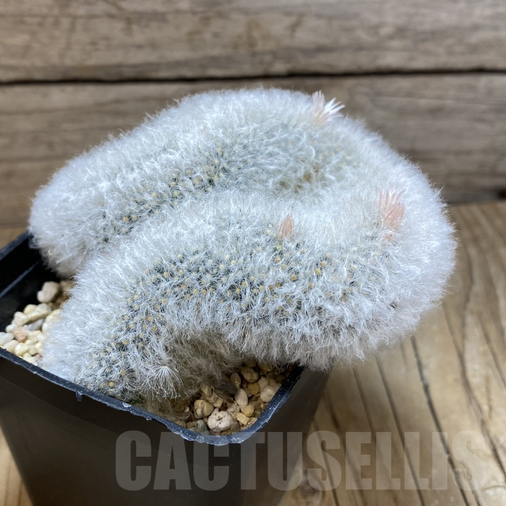 SH2987 Mammillaria bocasana f.cristata - Image 2