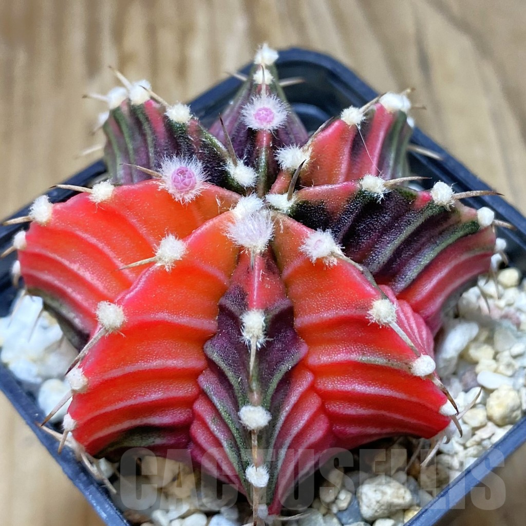 SH1527 Gymnocalycium friedrichii LB f. variegata, seedling - 画像 (2)