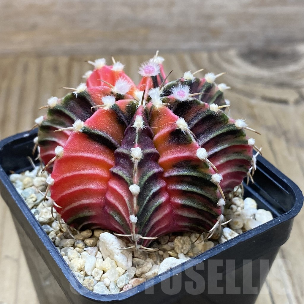 SH1527 Gymnocalycium friedrichii LB f. variegata, seedling