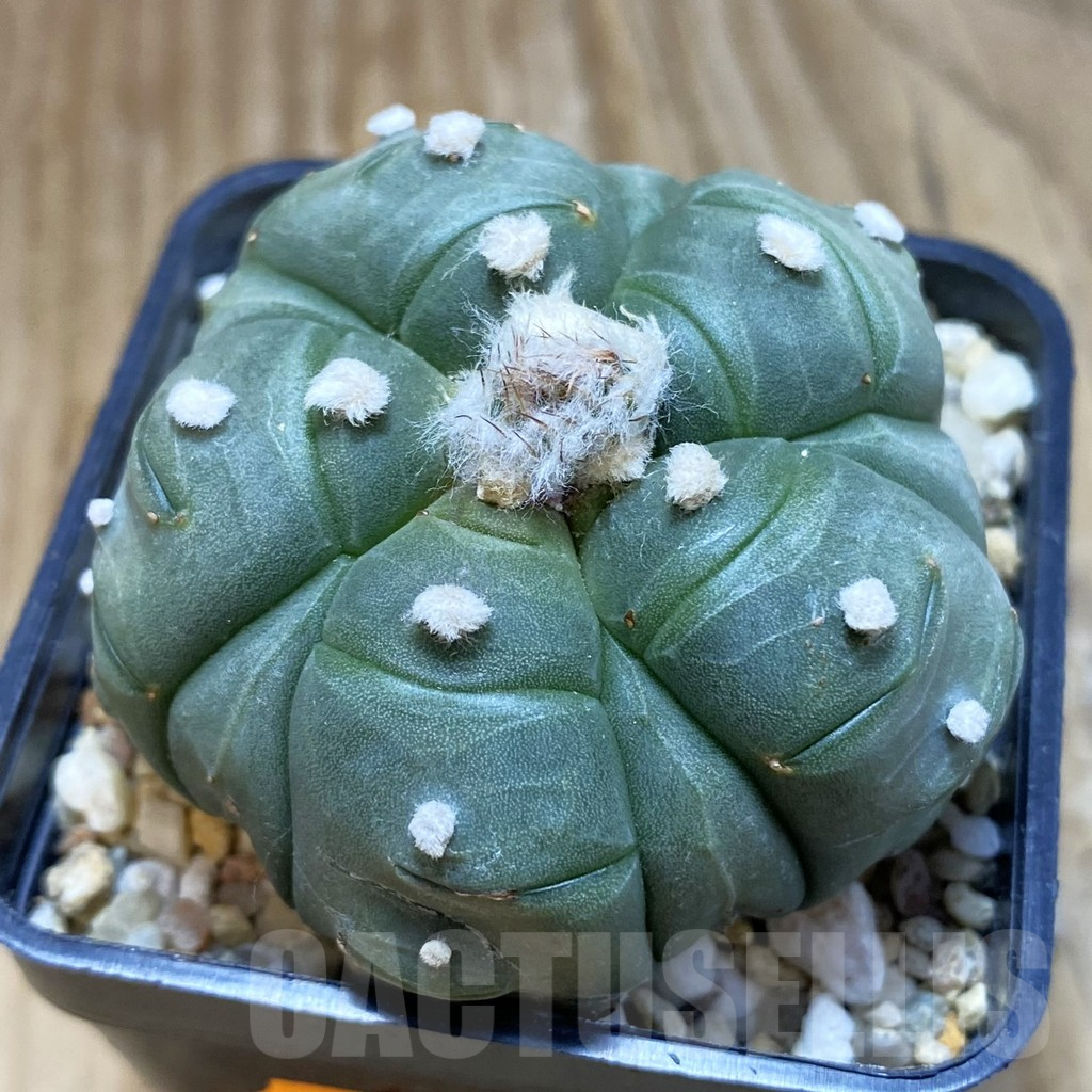 SH1635 Astrophytum asterias ‘Kikko’ 5-ribs